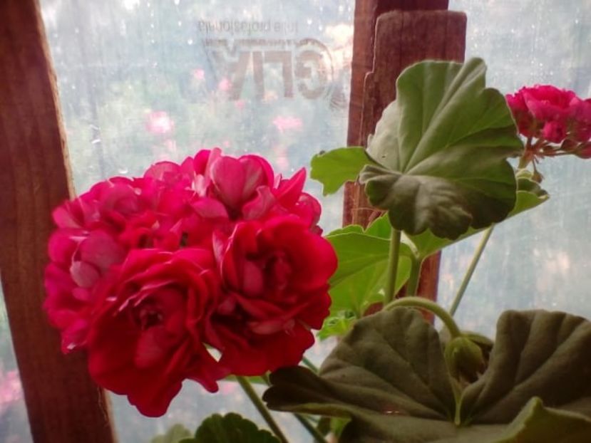 muscata trandafiras de la 15lei - C Plante de interior si citrice de vanzare