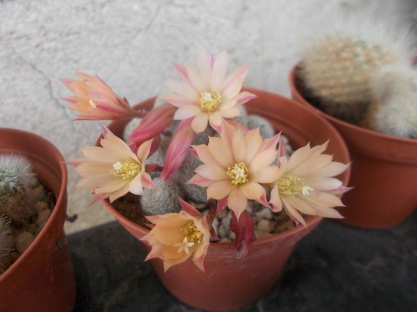  - Cactusi si suculente_2020