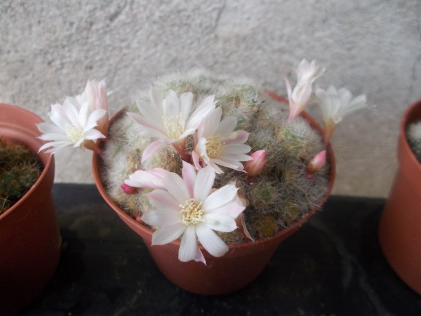  - Cactusi si suculente_2020