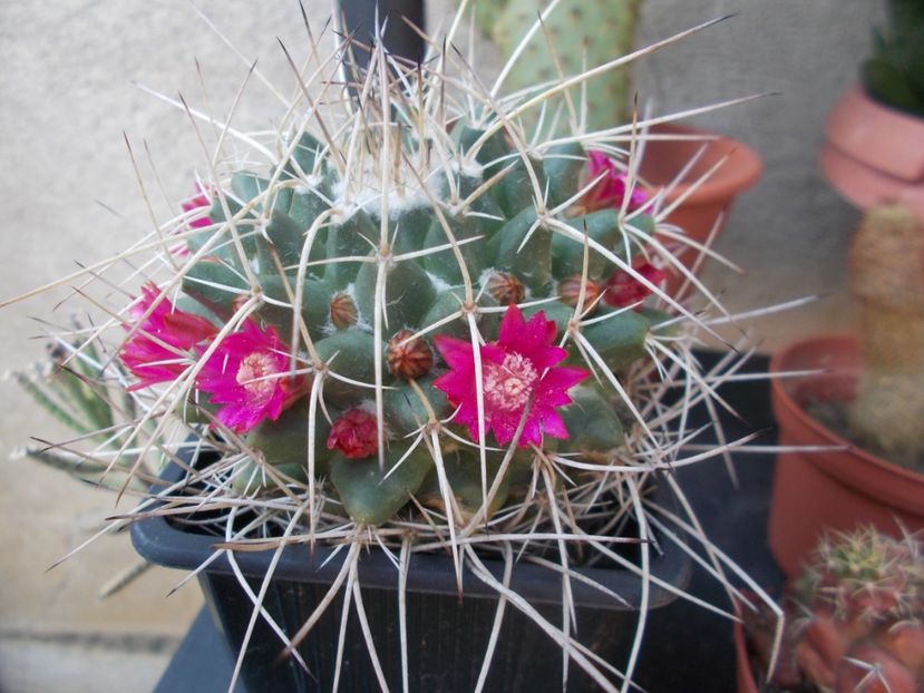  - Cactusi si suculente_2020