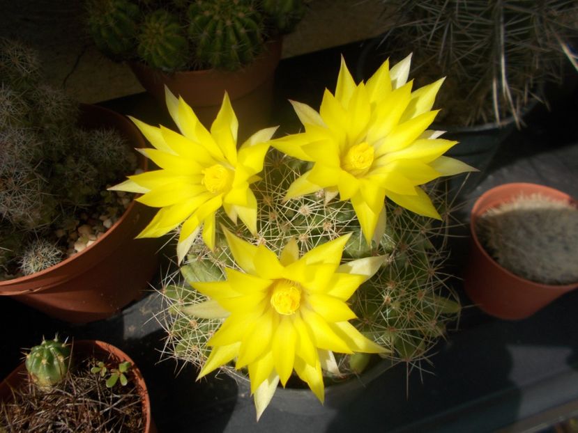  - Cactusi si suculente_2020