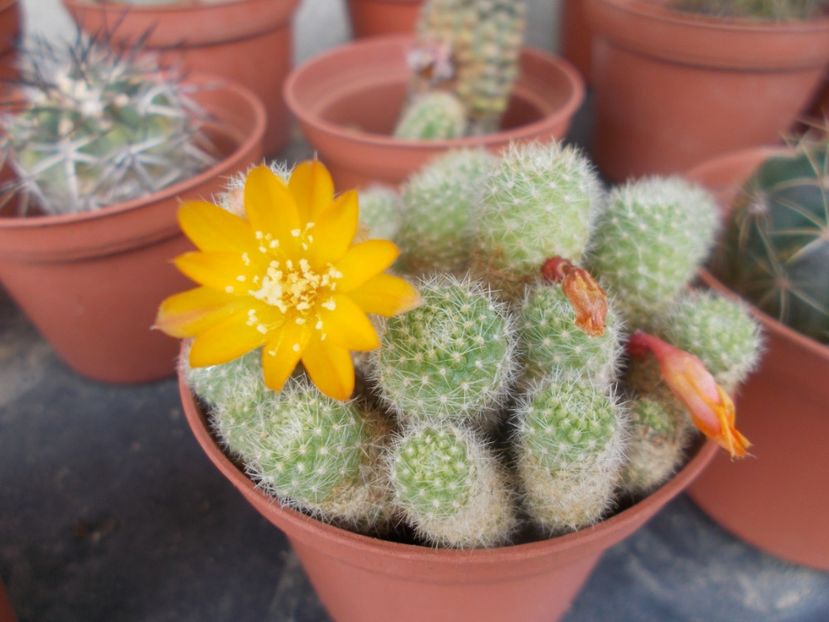  - Cactusi si suculente_2020