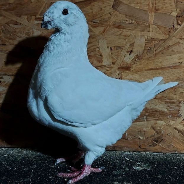  - 3---AGH DAȚI 2019 - 2025