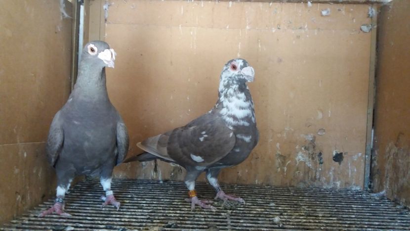  - VOIAJOR DE FRUMUSETE SAU STIL VECHI