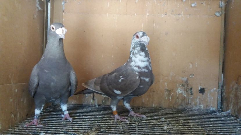  - VOIAJOR DE FRUMUSETE SAU STIL VECHI