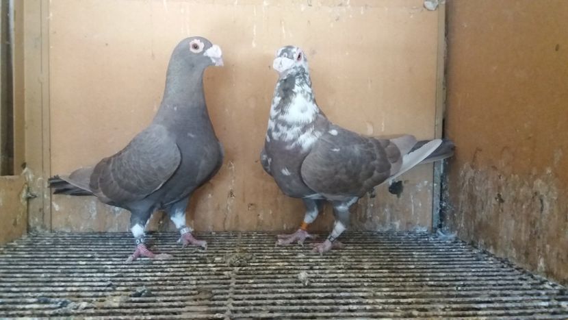  - VOIAJOR DE FRUMUSETE SAU STIL VECHI