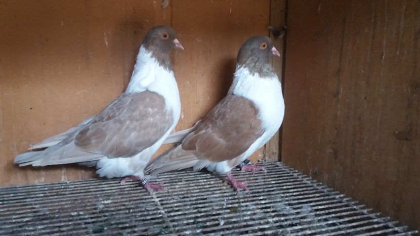 20200926_141324(0) - STRASSER