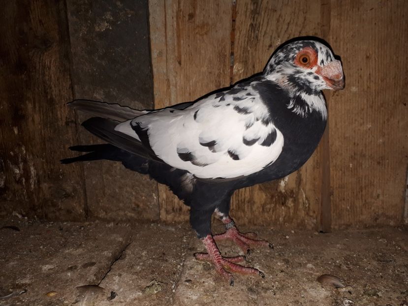 M vîndut - J2 _ tineret 2020