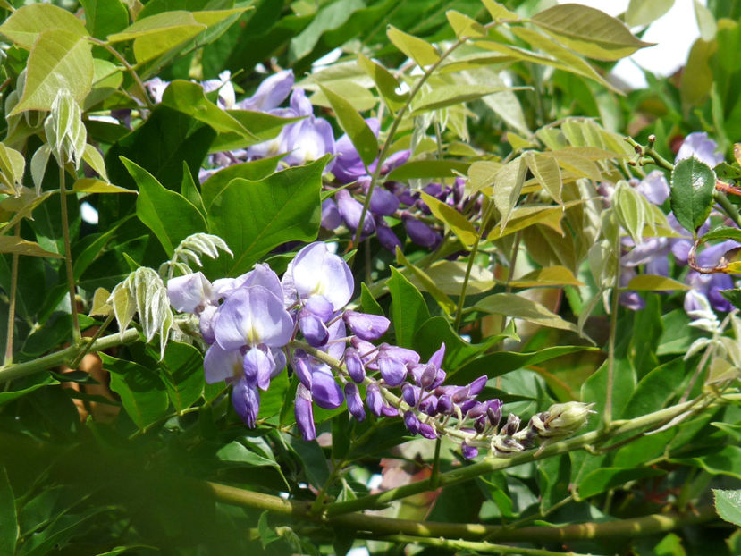  - 2020 - 03 - Toamna