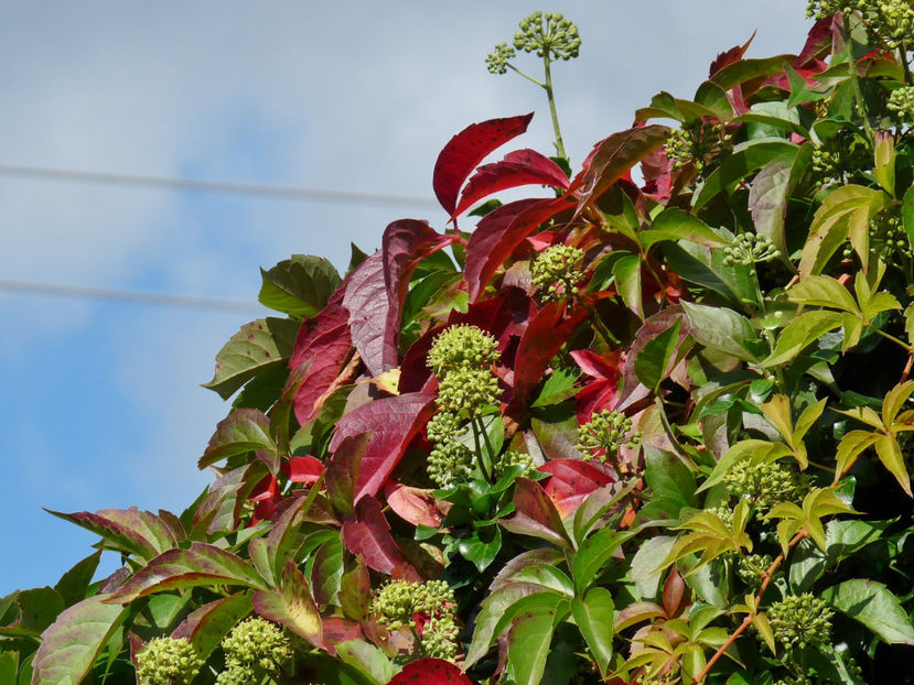  - 2020 - 03 - Toamna