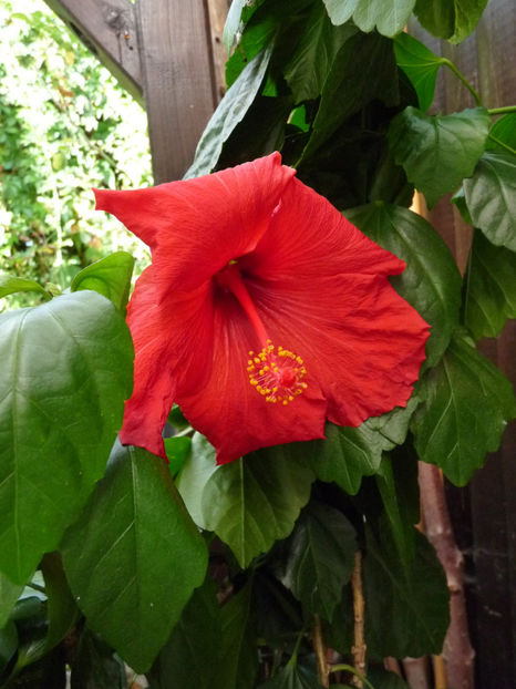 Dupa noaptea cu +1°C - 2020 - 03 - Toamna