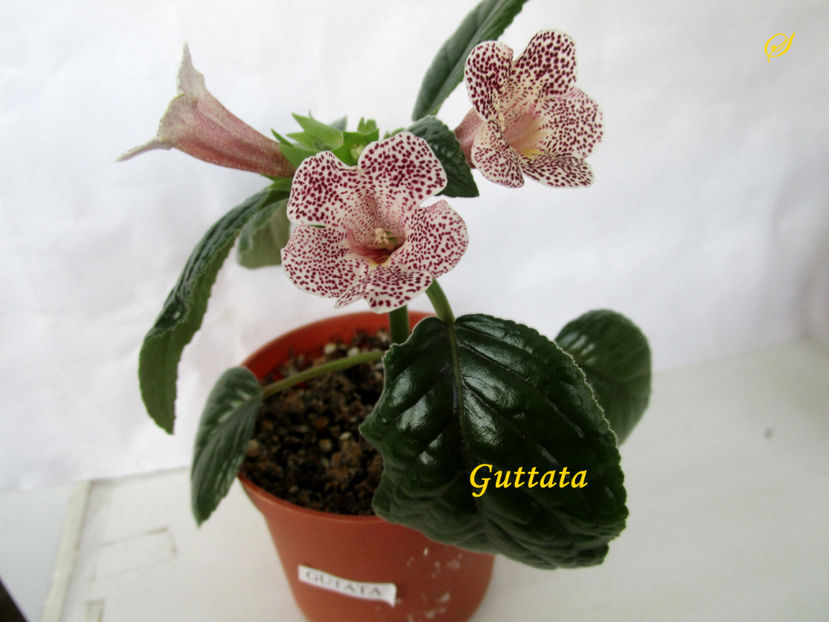 Guttata(1-x-2020) - Sinningii 2020