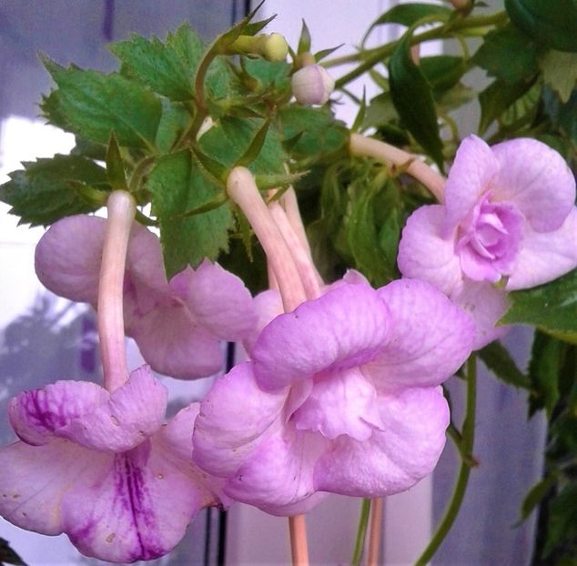  - colectia mea de achimenes octombrie 01 2020