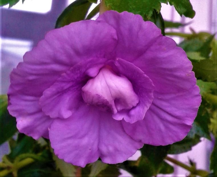  - colectia mea de achimenes octombrie 01 2020