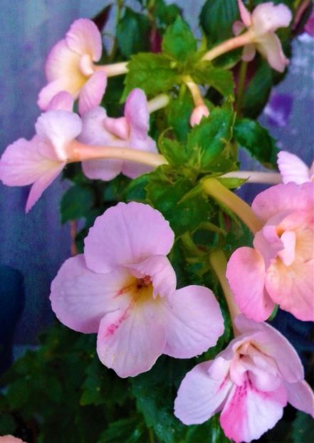  - colectia mea de achimenes octombrie 01 2020