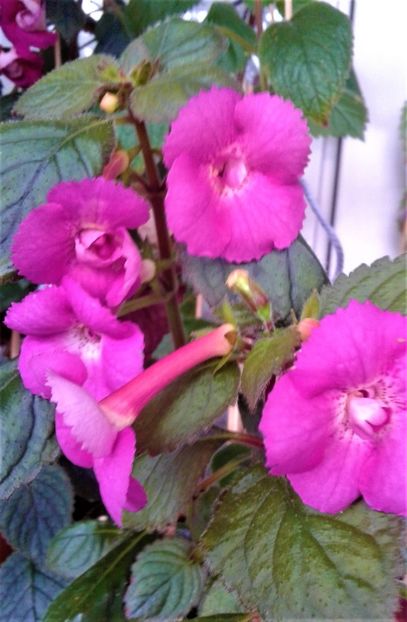  - colectia mea de achimenes octombrie 01 2020