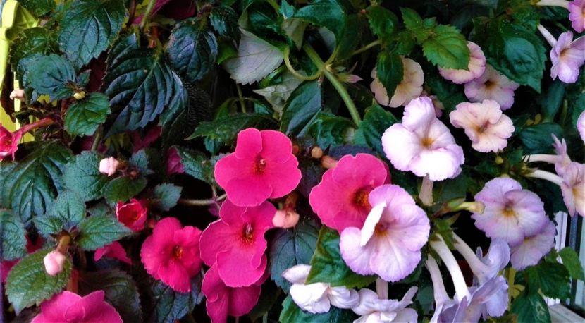  - colectia mea de achimenes octombrie 01 2020