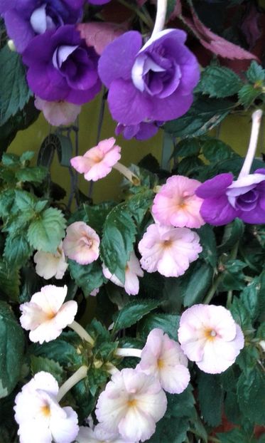  - colectia mea de achimenes octombrie 01 2020