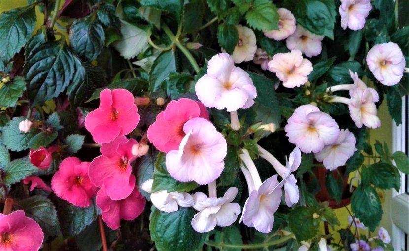  - colectia mea de achimenes octombrie 01 2020