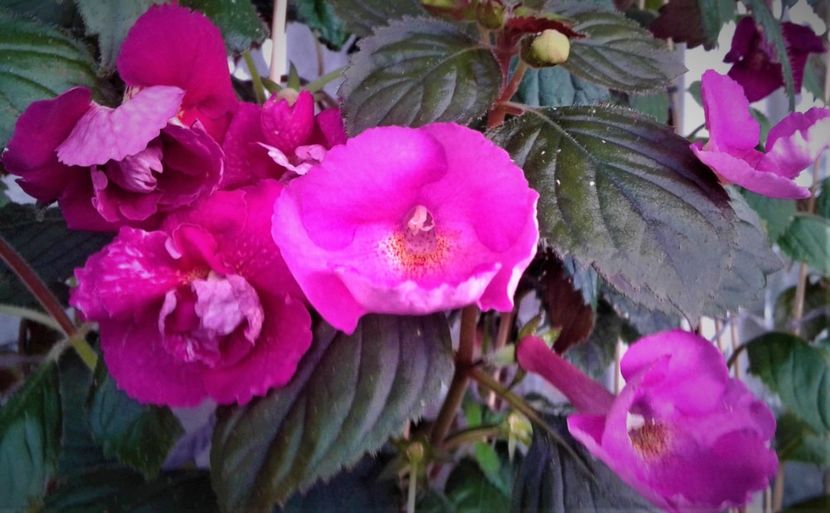  - colectia mea de achimenes octombrie 01 2020