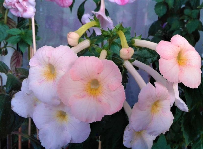  - colectia mea de achimenes octombrie 01 2020