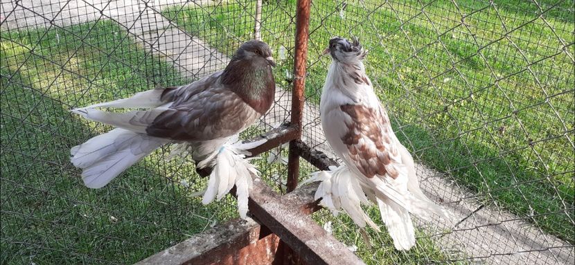 Perechea 6 - 7 TAPALAGOSI - 2020