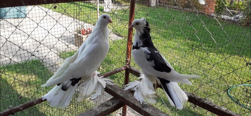 Perechea 10 - 7 TAPALAGOSI - 2020