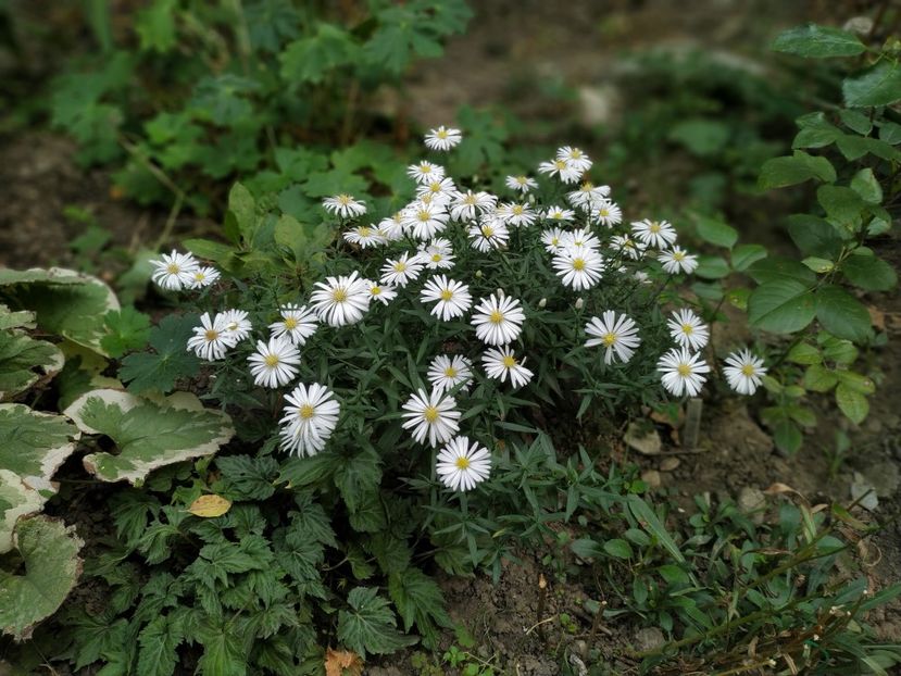  - Septembrie 2019- septembrie 2020