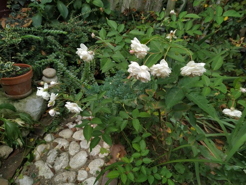  - Septembrie 2019- septembrie 2020