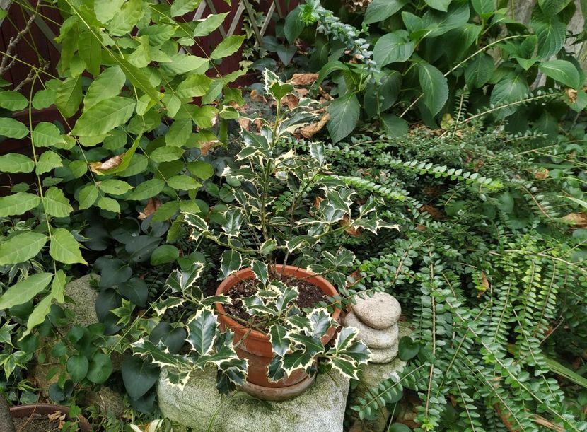  - Septembrie 2019- septembrie 2020