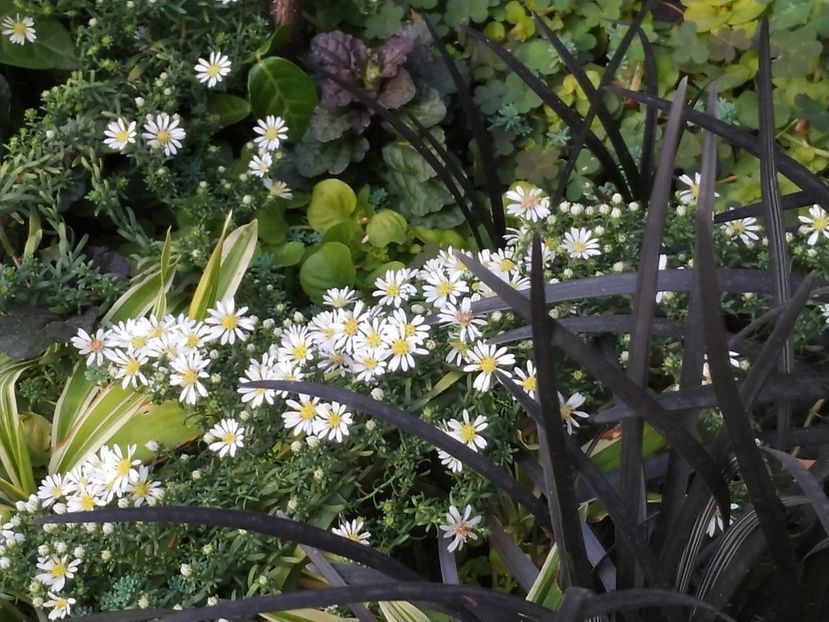  - Septembrie 2019- septembrie 2020