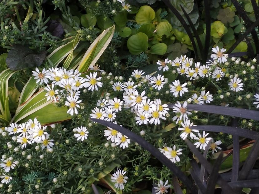  - Septembrie 2019- septembrie 2020