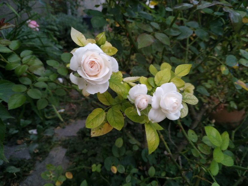  - Septembrie 2019- septembrie 2020