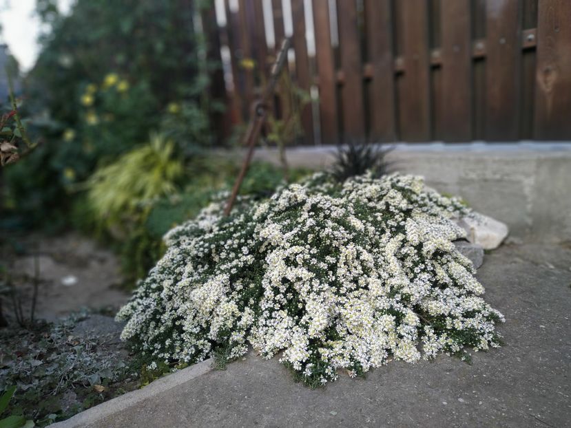  - Septembrie 2019- septembrie 2020