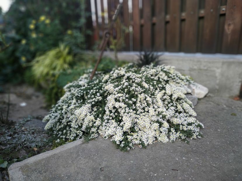  - Septembrie 2019- septembrie 2020