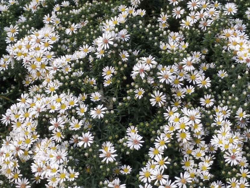  - Septembrie 2019- septembrie 2020