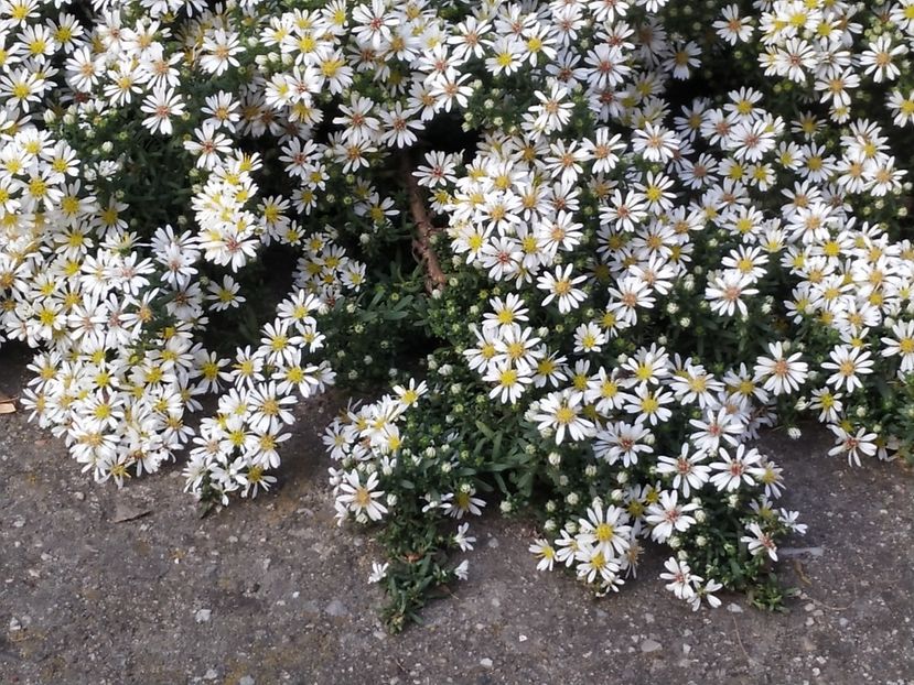  - Septembrie 2019- septembrie 2020