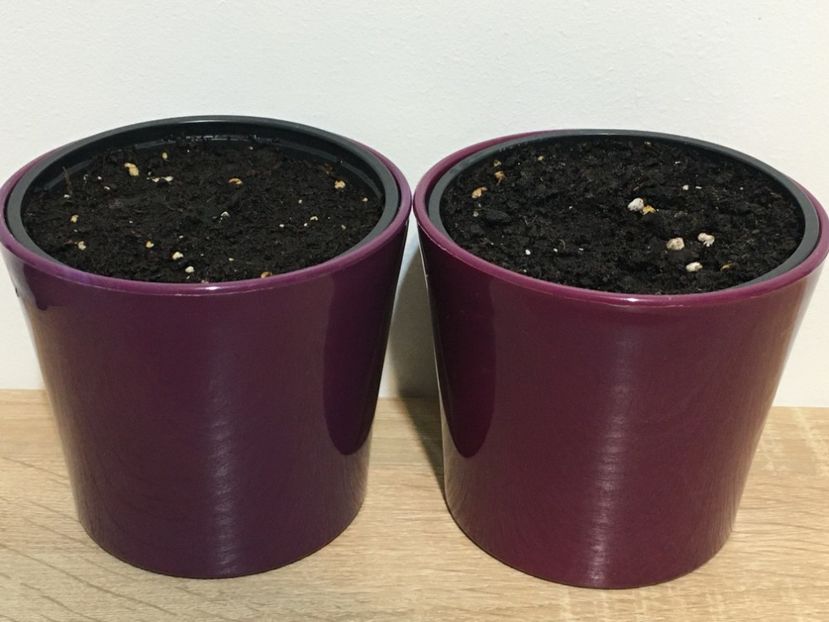 plantare - 19 Sept 2020 - 1 Inmultire smochin seminte 2