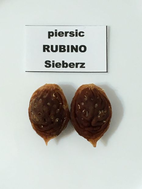  - piersic RUBINO Sieberz - rosu