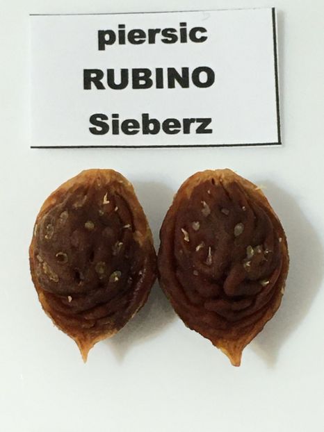  - piersic RUBINO Sieberz - rosu