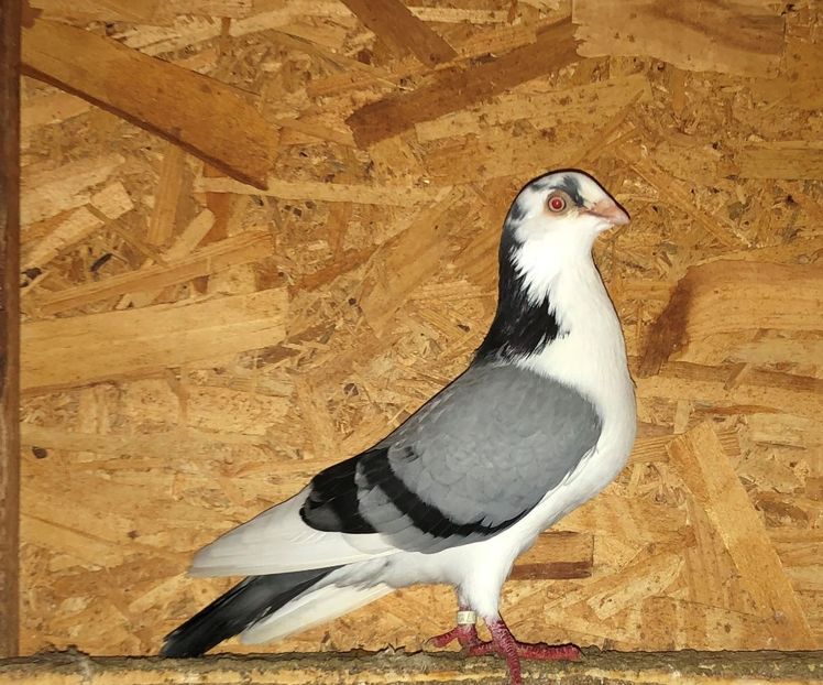 mascul  2015 - 0000001 prin voliere