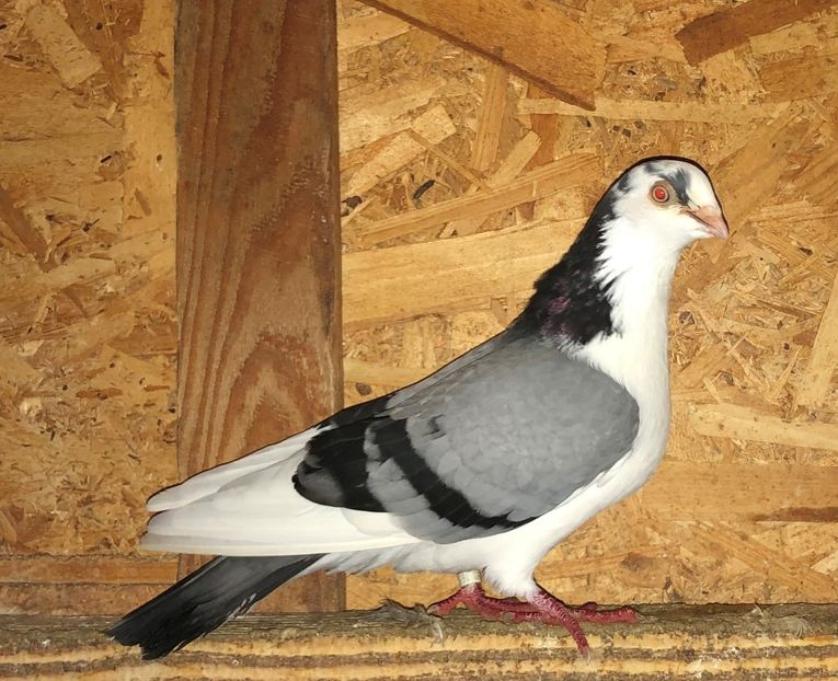 mascul  2015 - 0000001 prin voliere