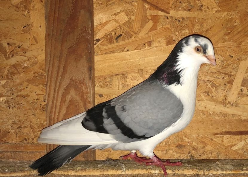 mascul  2015 - 0000001 prin voliere