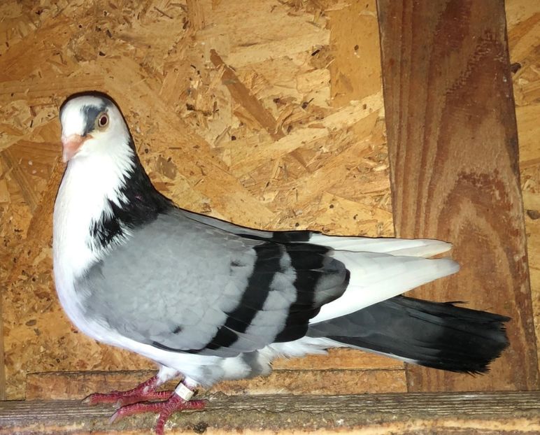 16570  mascul  2015 - B - perechi 2022