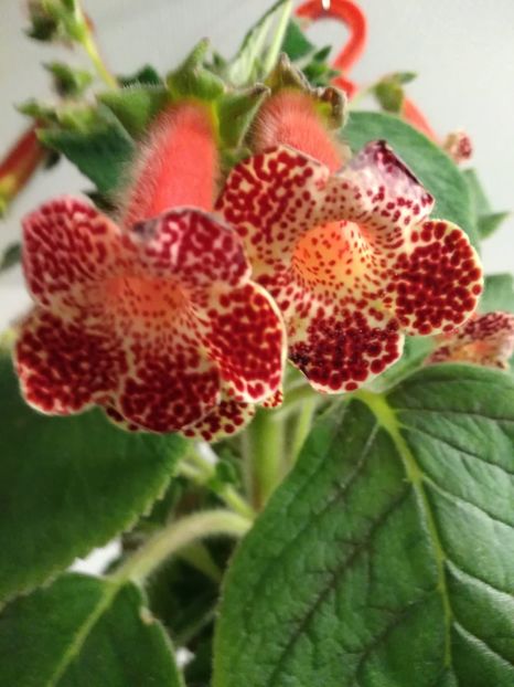 Kohleria Bibbi 1.10.2020 - Calendarul