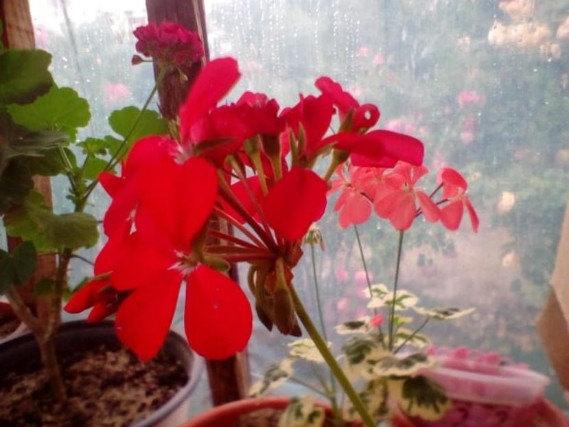 floare muscata variegata nr 3 - w Produse livrate