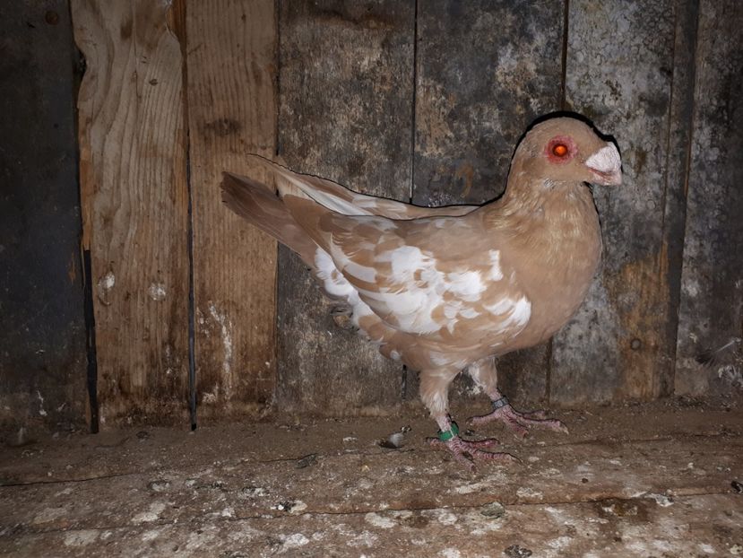 M vîndut - J2 _ tineret 2020