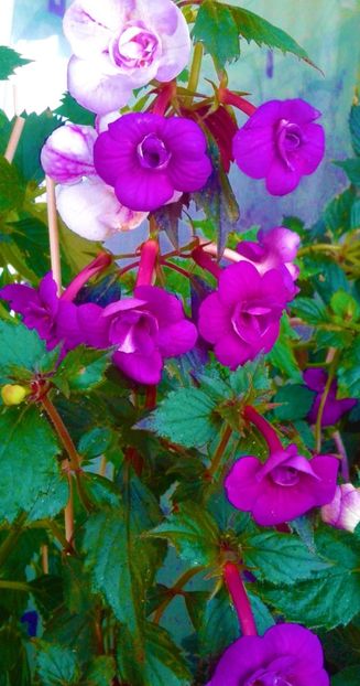 20201002_085618-2 - 000013 ACHIMENES