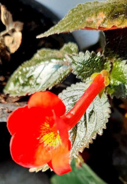 20201002_090125~2 - Inferno