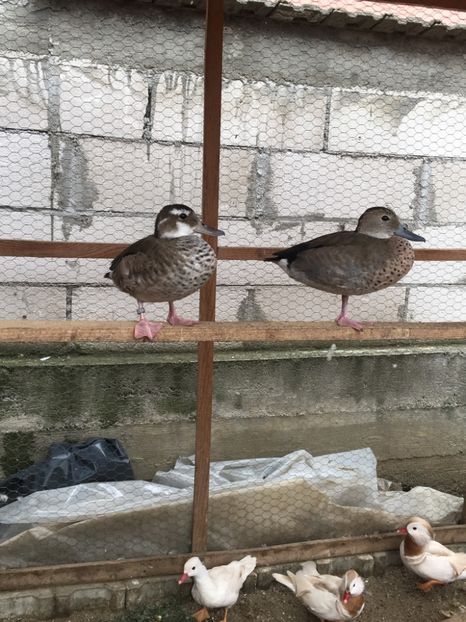 Boboci 2020 - Rață Micul Atlantic